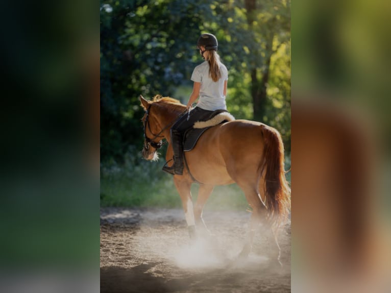 Weitere Warmblüter Wallach 10 Jahre 170 cm Fuchs in Hagen Weitere Warmblüter Wallach 10 Jahre 170 cm Fuchs in Hagen