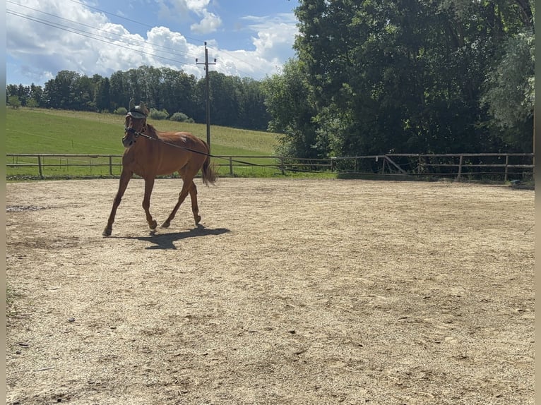 Weitere Warmblüter Wallach 10 Jahre 170 cm Fuchs in Pramet