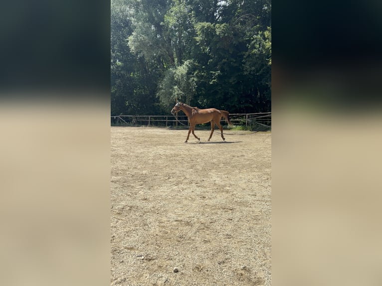 Weitere Warmblüter Wallach 10 Jahre 170 cm Fuchs in Pramet