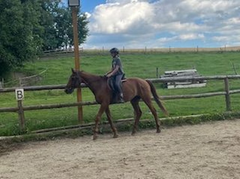 Weitere Warmblüter Wallach 10 Jahre 170 cm Fuchs in Pramet