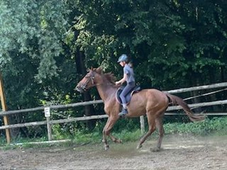 Weitere Warmblüter Wallach 10 Jahre 170 cm Fuchs in Pramet