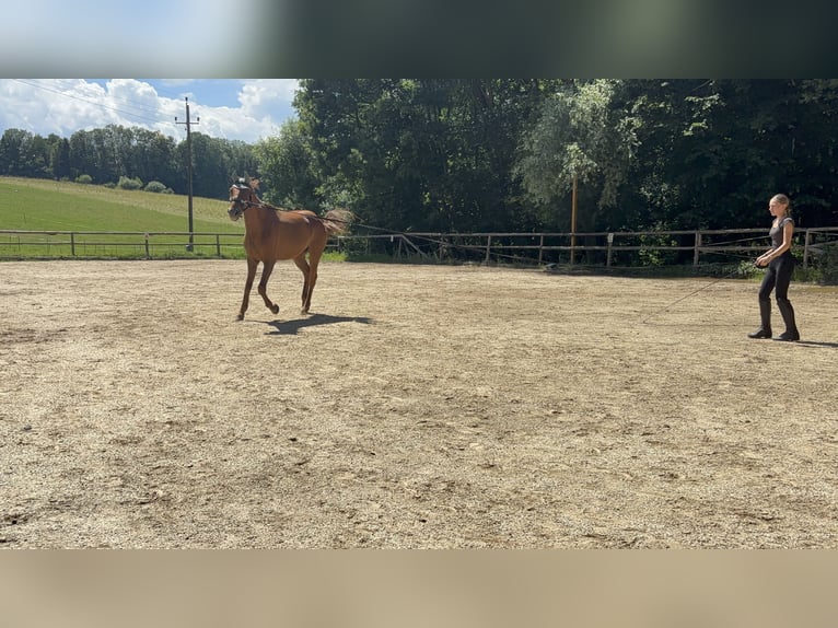 Weitere Warmblüter Wallach 10 Jahre 170 cm Fuchs in Pramet