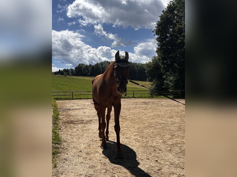 Weitere Warmblüter Wallach 10 Jahre 170 cm Fuchs in Pramet