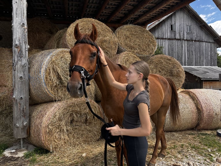 Weitere Warmblüter Wallach 10 Jahre 170 cm Fuchs in Pramet