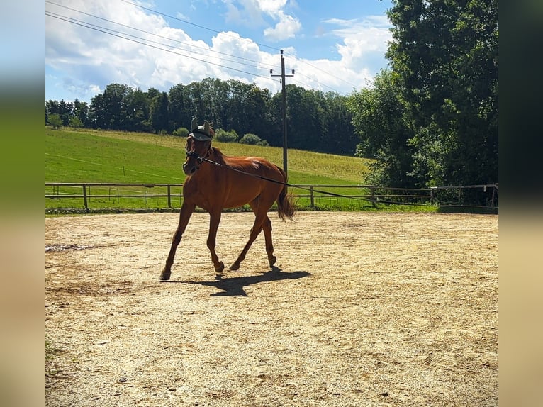 Weitere Warmblüter Mix Wallach 10 Jahre 170 cm Fuchs in Pramet