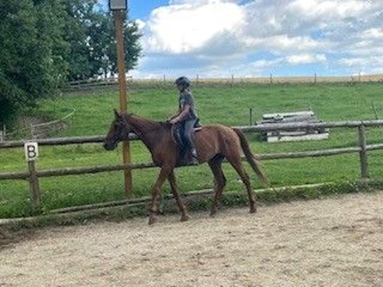 Weitere Warmblüter Mix Wallach 10 Jahre 170 cm Fuchs in Pramet