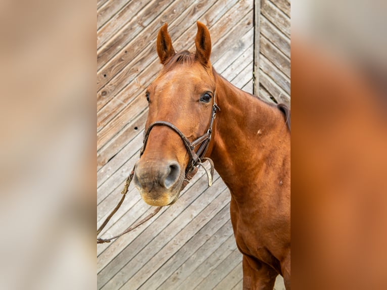 Weitere Warmblüter Mix Wallach 10 Jahre 170 cm Fuchs in Pramet