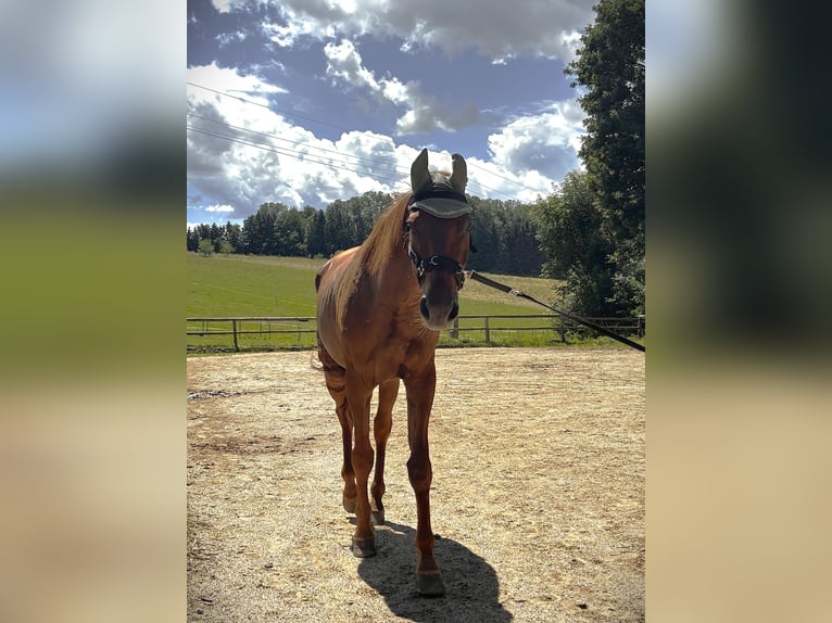 Weitere Warmblüter Mix Wallach 10 Jahre 170 cm Fuchs in Pramet