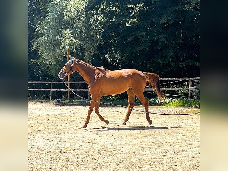 Weitere Warmblüter Mix Wallach 10 Jahre 170 cm Fuchs in Pramet