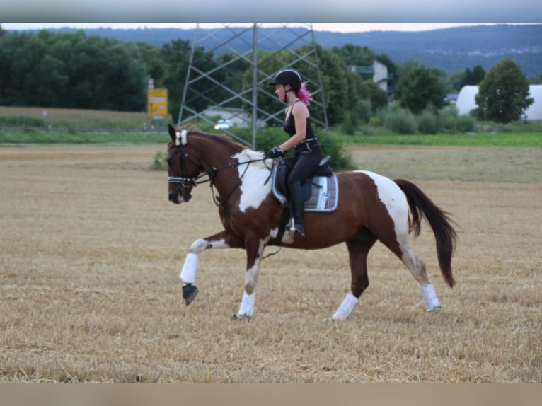 Weitere Warmblüter Wallach 10 Jahre 170 cm Schecke in Sinsheim