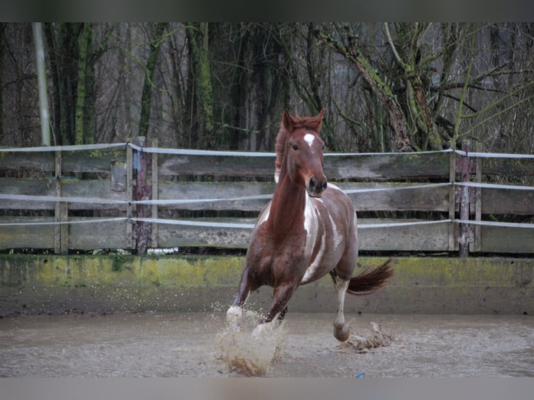 Weitere Warmblüter Wallach 10 Jahre 170 cm Schecke in Sinsheim