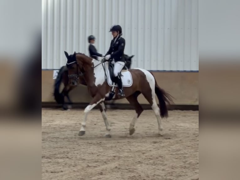 Weitere Warmblüter Wallach 10 Jahre 170 cm Schecke in Sinsheim