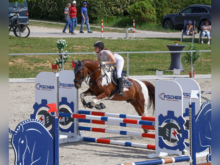 Weitere Warmblüter Wallach 10 Jahre 170 cm Schecke in Sinsheim