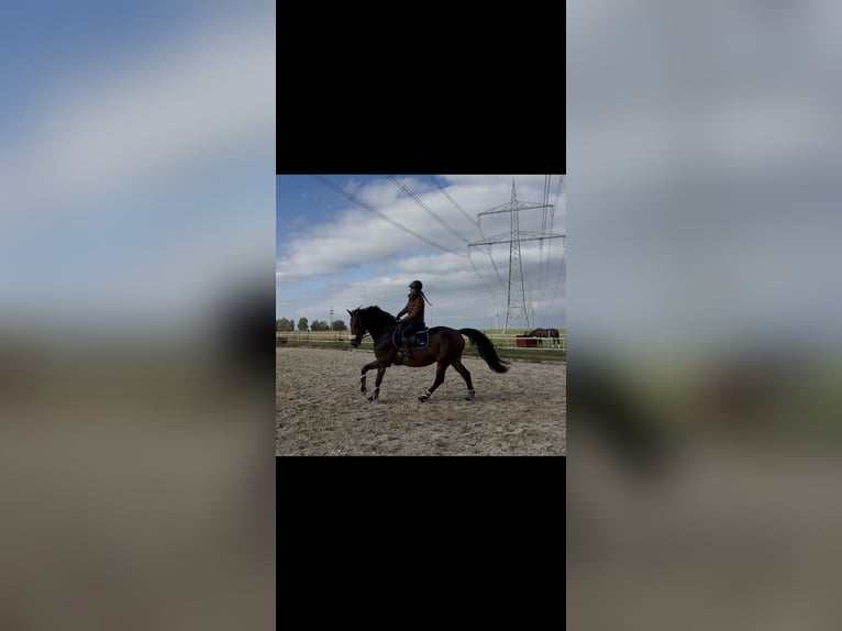 Weitere Warmblüter Wallach 10 Jahre 172 cm Dunkelbrauner in MemmingenMemmingen Weitere Warmblüter Wallach 10 Jahre 172 cm Dunkelbrauner in MemmingenMemmingen