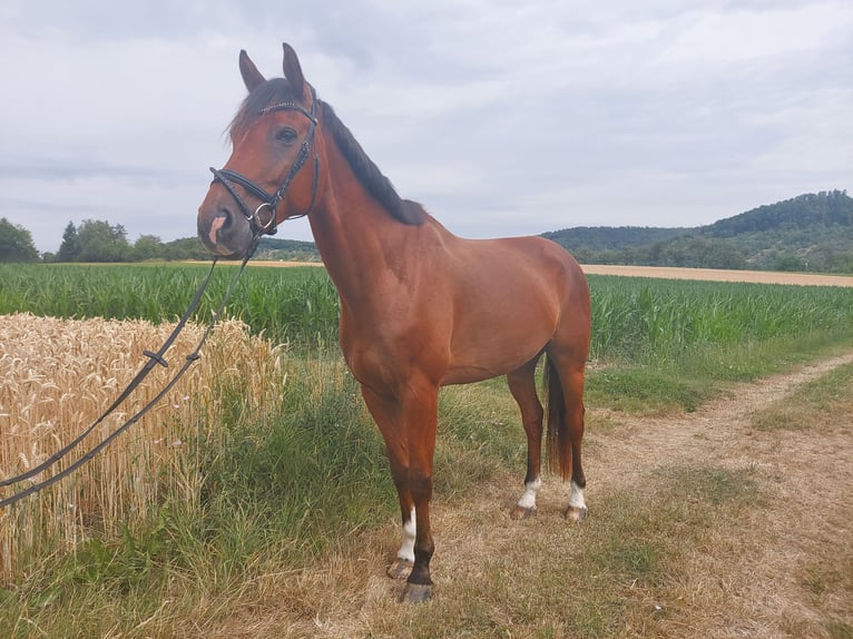 Weitere Warmblüter Wallach 10 Jahre 175 cm Brauner in Urbach