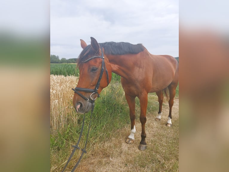 Weitere Warmblüter Wallach 10 Jahre 175 cm Brauner in Urbach