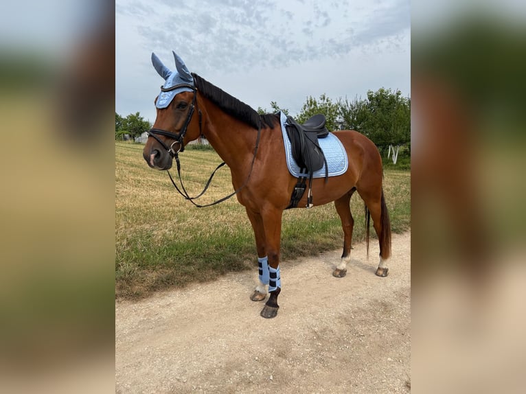 Weitere Warmblüter Wallach 10 Jahre 175 cm Brauner in Urbach