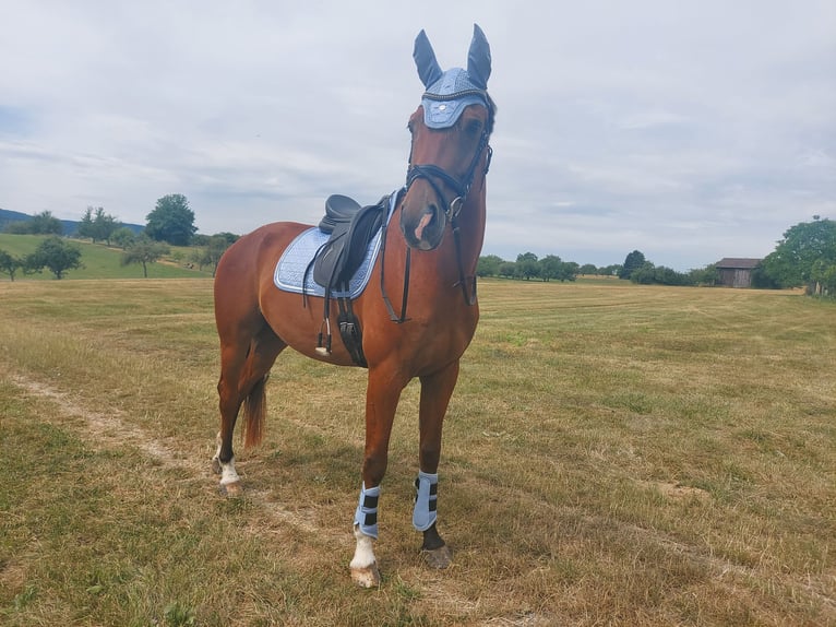 Weitere Warmblüter Wallach 10 Jahre 175 cm Brauner in Urbach