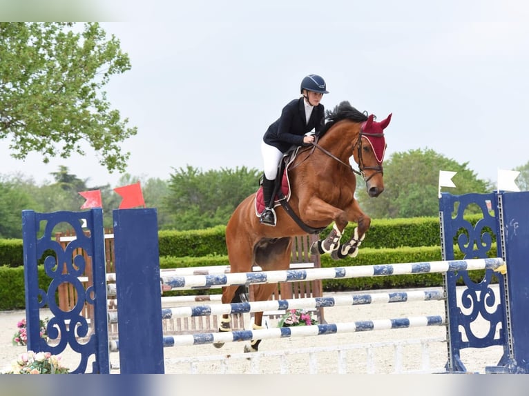 Weitere Warmblüter Wallach 10 Jahre 175 cm Brauner in GUANZATE