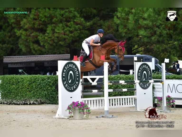 Weitere Warmblüter Wallach 10 Jahre 175 cm Brauner in GUANZATE