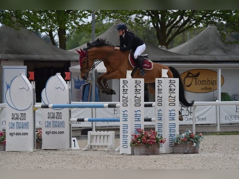 Weitere Warmblüter Wallach 10 Jahre 175 cm Brauner in GUANZATE