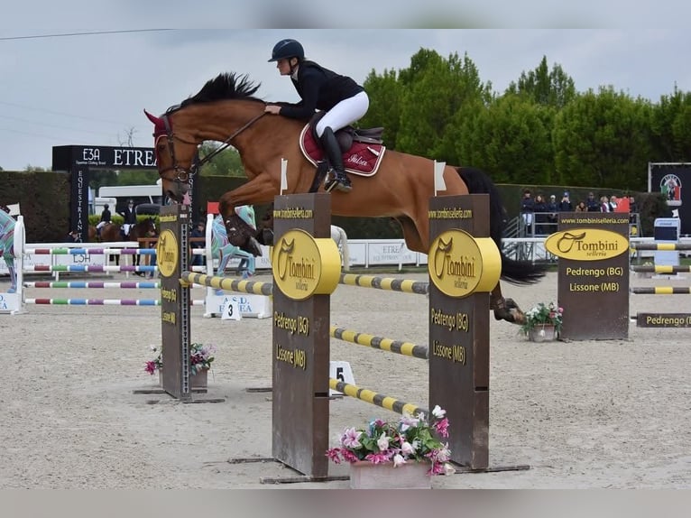 Weitere Warmblüter Wallach 10 Jahre 175 cm Brauner in GUANZATE