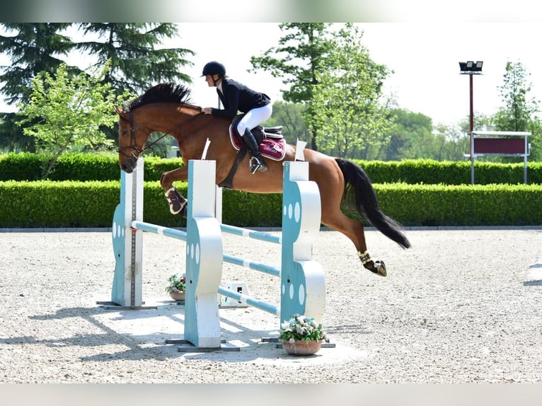 Weitere Warmblüter Wallach 10 Jahre 175 cm Brauner in GUANZATE