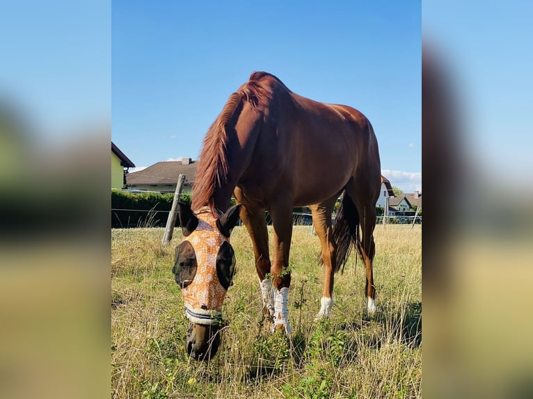 Weitere Warmblüter Wallach 10 Jahre 175 cm Fuchs in Wien, Favoriten