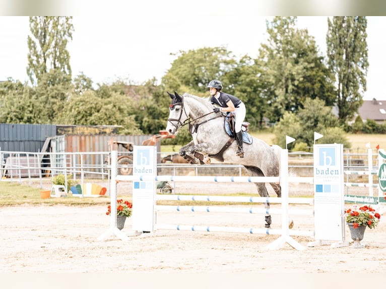 Weitere Warmblüter Wallach 10 Jahre 178 cm Schimmel in Prüm