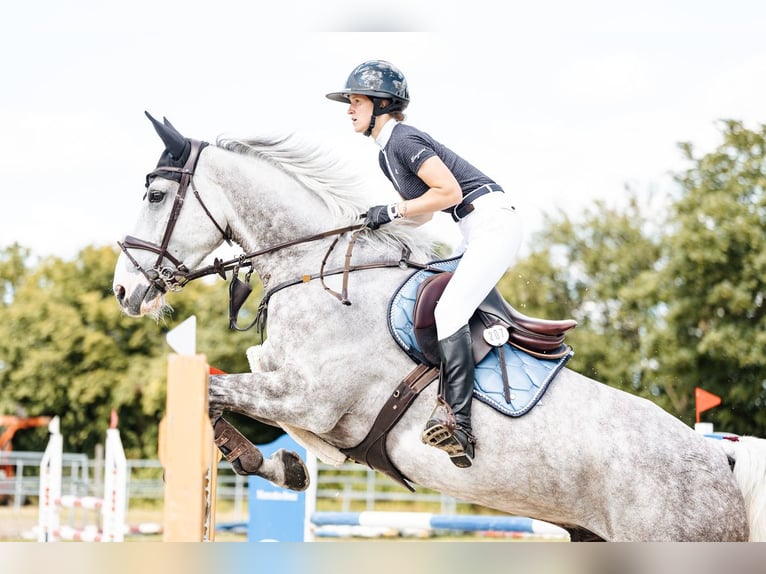 Weitere Warmblüter Wallach 10 Jahre 178 cm Schimmel in Prüm