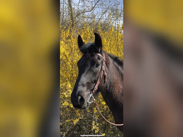 Weitere Warmblüter Mix Wallach 11 Jahre 150 cm Rappe in Bad Wimsbach