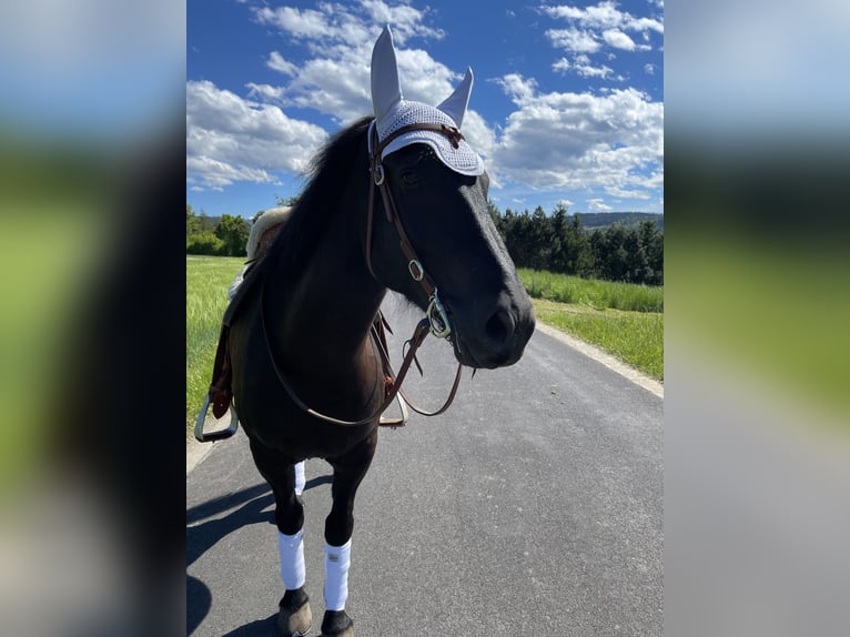 Weitere Warmblüter Mix Wallach 11 Jahre 150 cm Rappe in Bad Wimsbach