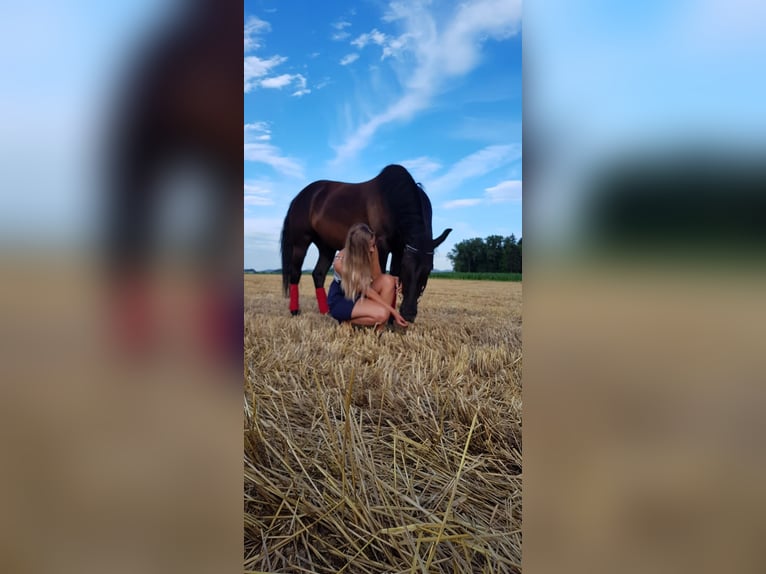 Weitere Warmblüter Mix Wallach 11 Jahre 150 cm Rappe in Bad Wimsbach