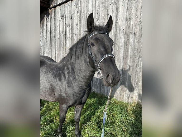 Weitere Warmblüter Mix Wallach 11 Jahre 150 cm Rappe in Bad Wimsbach
