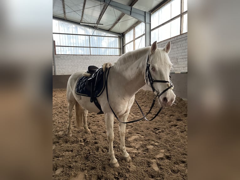Weitere Warmblüter Wallach 11 Jahre 153 cm Cremello in Schwanewede