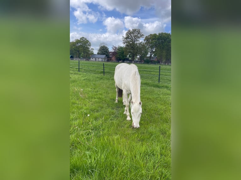 Weitere Warmblüter Wallach 11 Jahre 153 cm Cremello in Schwanewede