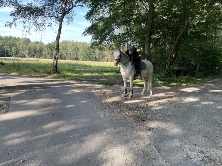 Weitere Warmblüter Wallach 11 Jahre 153 cm Cremello in Schwanewede