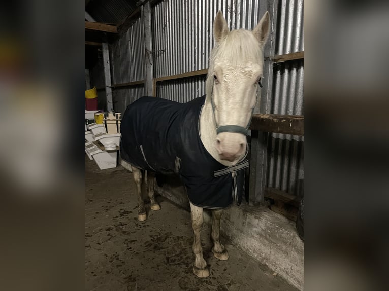 Weitere Warmblüter Wallach 11 Jahre 153 cm Cremello in Schwanewede