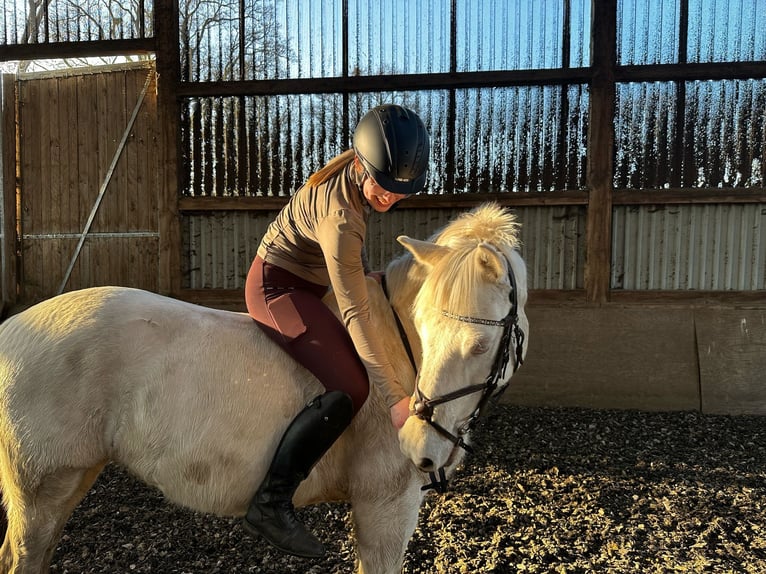 Weitere Warmblüter Wallach 11 Jahre 153 cm Cremello in Schwanewede