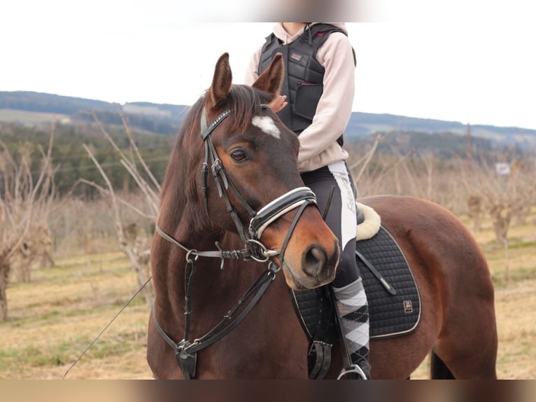 Weitere Warmblüter Mix Wallach 11 Jahre 155 cm Brauner in Kemetberg