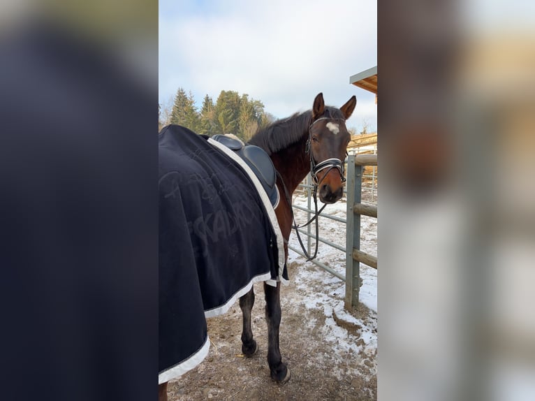 Weitere Warmblüter Mix Wallach 11 Jahre 155 cm Brauner in Kemetberg