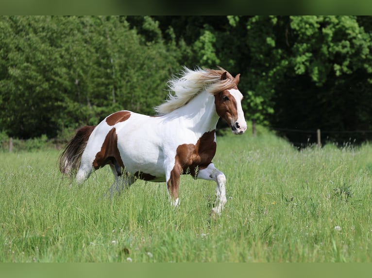 Weitere Warmblüter Wallach 11 Jahre 158 cm Tobiano-alle-Farben in Krefeld