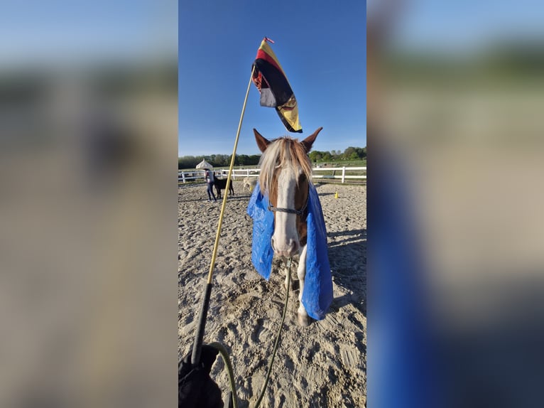 Weitere Warmblüter Wallach 11 Jahre 158 cm Tobiano-alle-Farben in Krefeld