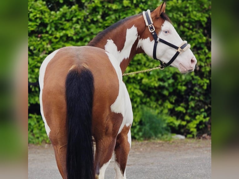 Weitere Warmblüter Wallach 11 Jahre 159 cm Overo-alle-Farben in Someren