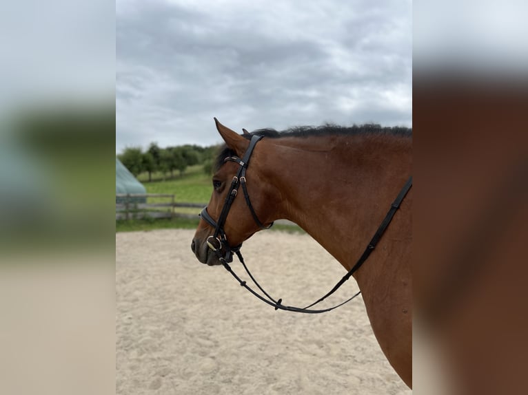 Weitere Warmblüter Mix Wallach 11 Jahre 160 cm Brauner in Bad Mergentheim