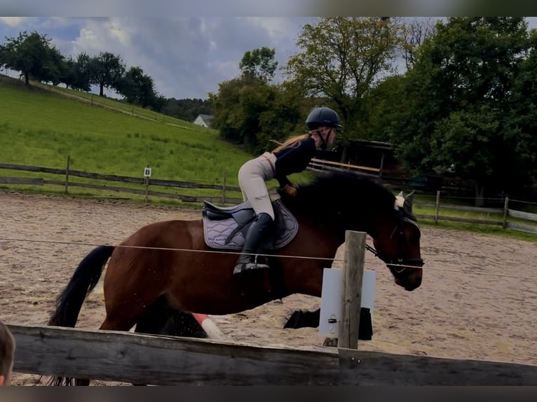 Weitere Warmblüter Mix Wallach 11 Jahre 160 cm Brauner in Bad Mergentheim
