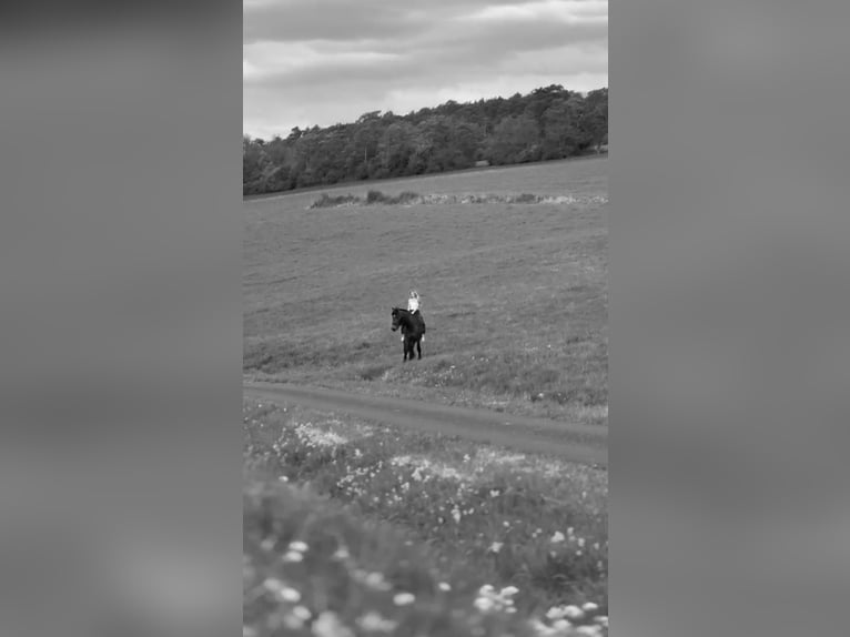 Weitere Warmblüter Mix Wallach 11 Jahre 160 cm Brauner in Bad Mergentheim