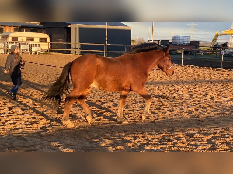 Weitere Warmblüter Mix Wallach 11 Jahre 160 cm Brauner in Bad Mergentheim