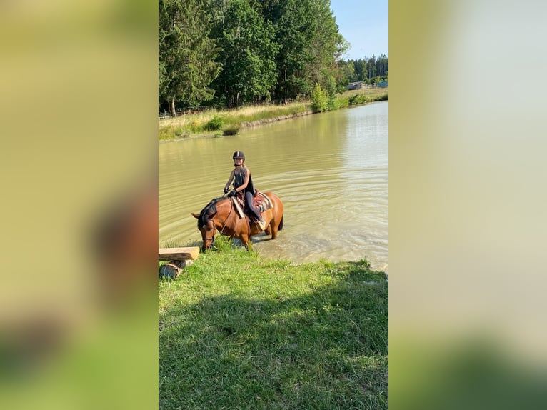 Weitere Warmblüter Mix Wallach 11 Jahre 160 cm Brauner in Bad Mergentheim