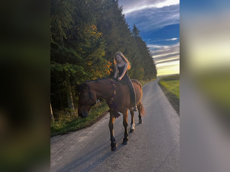 Weitere Warmblüter Mix Wallach 11 Jahre 160 cm Brauner in Bad Mergentheim